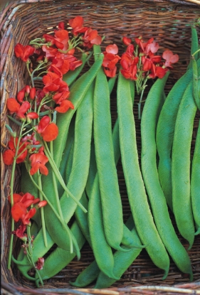 Picture of Runner Bean Prizewinner